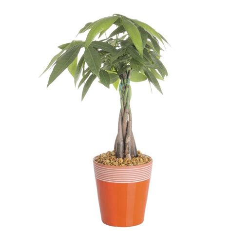 Direct sunlight can burn their leaves, so find a spot away from the. Pachira Money Tree (L20962hp) in the House Plants department at Lowes.com