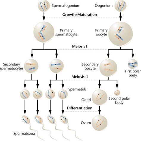 How Do Spermatogenesis And Oogenesis Differ In Terms Of The Number Of
