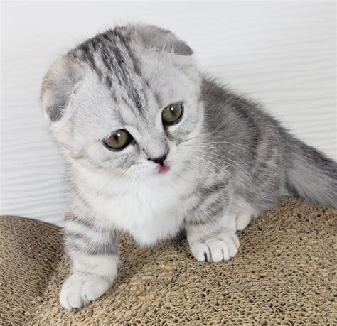 We are closed to the public. Munchkin Cats For Sale | Los Angeles, CA #288578 | Petzlover