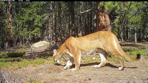 Romping And Rolling In The Rockies A Mountain Lion Speaks And Other