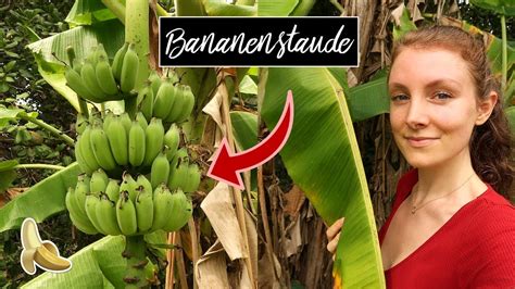 So Wachsen Bananen 🍌 Bananenstaude In Der Natur Youtube