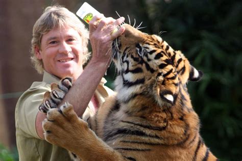 #cillian murphy #steve irwin #i mean. Man attacked by tiger at Steve Irwin's Australia Zoo ...