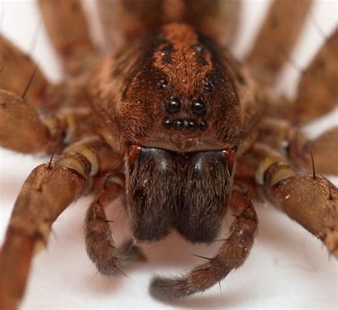 Female Rustic Wood Spider Trochosa Ruricola Bugguidenet