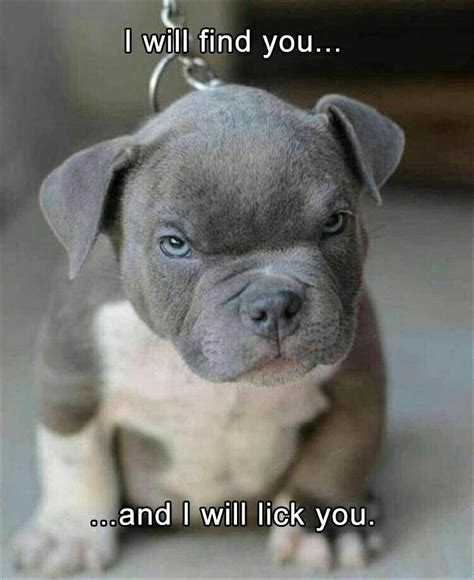Grab Hold Of The Prodigious Funny Pitbull Dog Memes Look At Hilarious