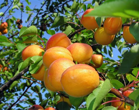 Tilton Apricot Dwarf Heritage Fruit Trees