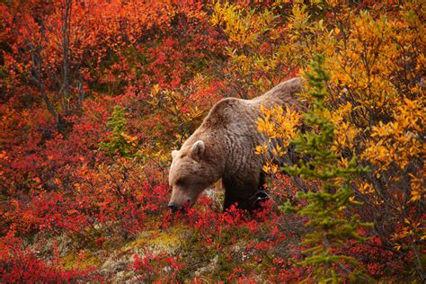 Hiker Survives Grizzly Bear Attack At Denali National Park In Alaska