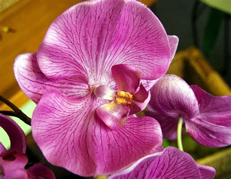 Flower Magenta Orchid Closeup Free Photo On Pixabay Pixabay