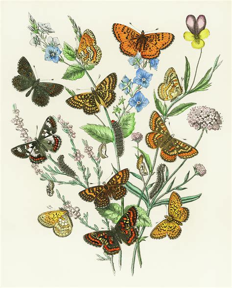 Butterflies And Flowers Vintage Illustration 1 Drawing By Timeless