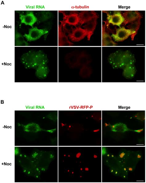 Viral Rna Concentrates At The Inclusions Following Depolymerization Of