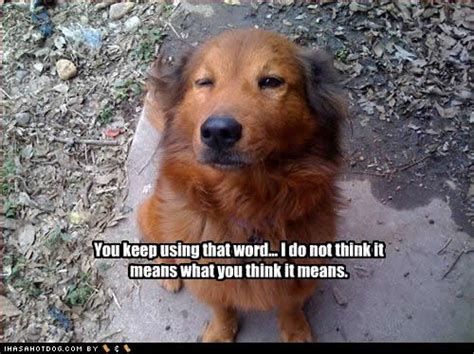 Funny Dog Quotes And Sayings Quotesgram
