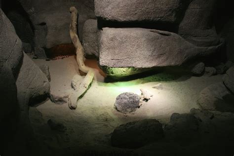 Gila Monster Enclosure Zoochat