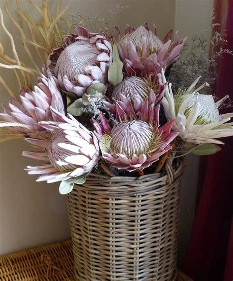 Outstanding King Proteas To Liven Up Your Entrance Hall Petalmania