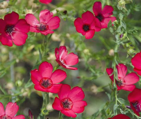 Flax Scarlet Red Flax Linum Grandiflorum Rubrum Seeds