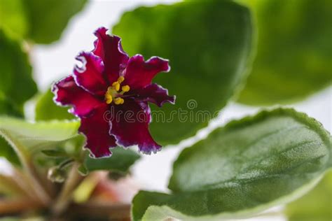 Flowering Saintpaulias Commonly Known As African Violet Macro