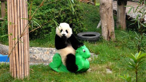 Facts About Why Pandas Are Endangered Danger Choices