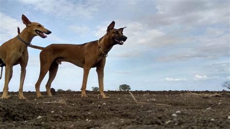 Top Indian Dog Breeds Suitable For Indian Climate Bloggersinsights