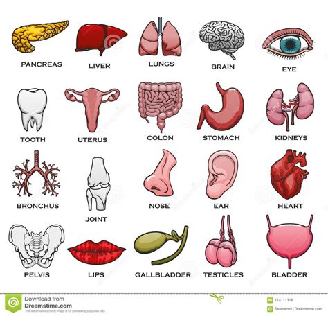 Clear sound is provided for all tamil animals , birds and body parts names to make learning easy. Body Parts In Tamil And Sinhala / Body Parts - Tamil Puthakam / Simple, fast and easy learning ...