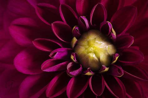 Dahlia Flowers Are Sassy Flashy And Irresistible