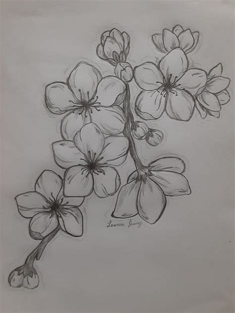 Cherry Blossoms🌸 Flower Art Drawing Flower Drawing Pencil Drawings