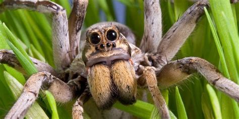 The World S Most Venomous Spiders 15 Deadliest Species⚠️
