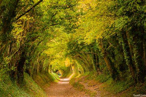 A Walk Through A Magical Tree Tunnel To Halnaker Windmill Bernadette