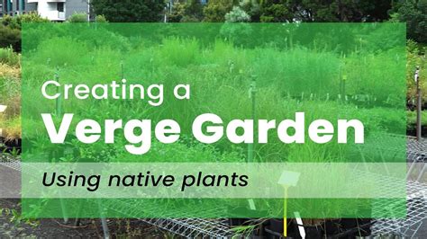 Creating A Verge Garden Using Native Plants Youtube
