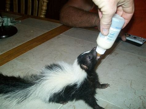 17 Baby Skunks That Will Make You Feel Better About Life