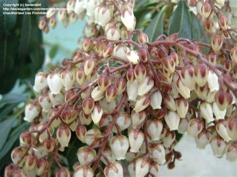 Plantfiles Pictures Japanese Pieris Andromeda Lily Of