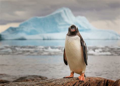 Hd Wallpaper Penguin Ice Ocean Animal Bird Wallpaper Flare