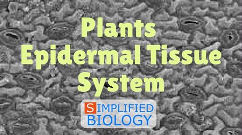Epidermal Tissue System In Plants For Neet Aipmt Aiims