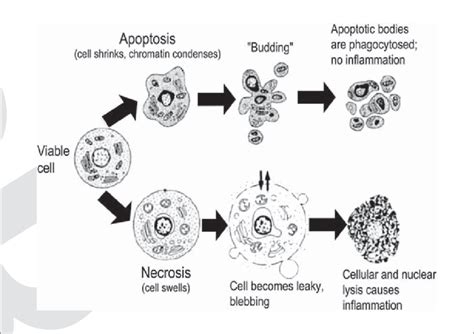 Comparison Of The Cellular Changes That Occur During Apoptosis And