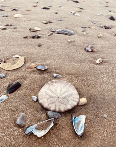 Explore This Sand Dollar Beach In Southern California