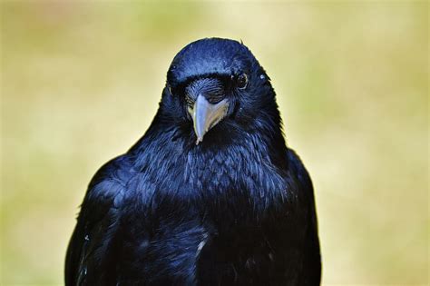 Black Crow Raven Crow Raven Bird Black Bird Fly Bill Animal