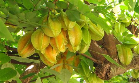 Star Fruit Tree Growing Unique Tropical Fruit Epic Gardening