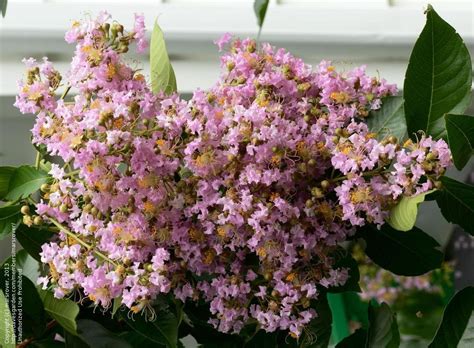 They are distinguished by their multiple trunks and mottled, peeling bark. PlantFiles Pictures: Japanese Crepe Myrtle, Crape Myrtle ...
