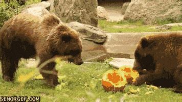 Ball Playing By Cheezburger Find Share On Giphy