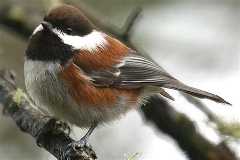 Top 15 Most Popular Bird Species In North America Bird Species