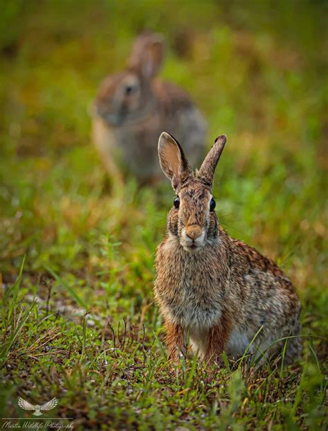 Eastern Cottontail Rabbits Hallmark Times