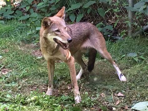 Rare Red Wolf Finds New Home At Beardsley Zoo