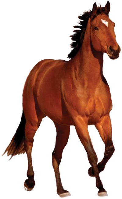 Horse Clipart Hd Png Transparent Background 1000x1182px Filesize
