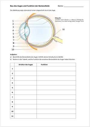 Auge - FLIP! Dein Mehrwert: E-Learning