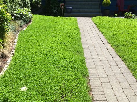 Micro Clover Lawn Alternative Level Ground Landscape