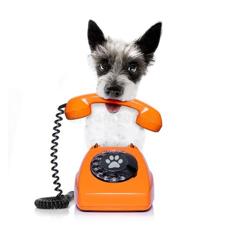 Dog On The Phone Stock Image Image Of Conversation 146644779