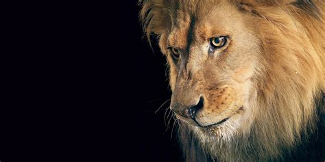 Lion Hd Wallpaper 50 Images On