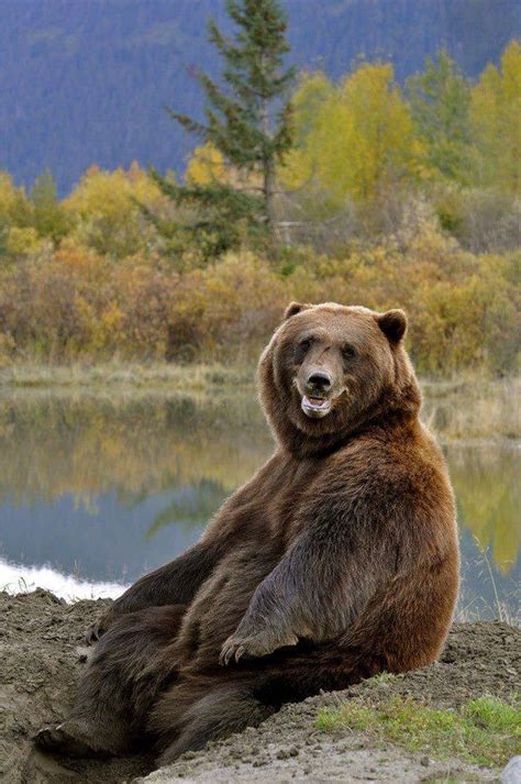 17 Best Images About Grizzly Bears On Pinterest Grizzly Bears Momma
