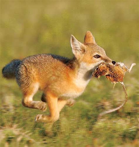 A Young Swift Fox Makes A Dash For Its Den A Kangaroo Rat