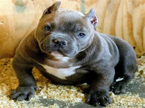 But before we get stuck into the dozens of possibilities, i bet you will want to know what everyone else is selecting right now? 200+ Best Names For American Bully and Pitbull Dogs (2018)