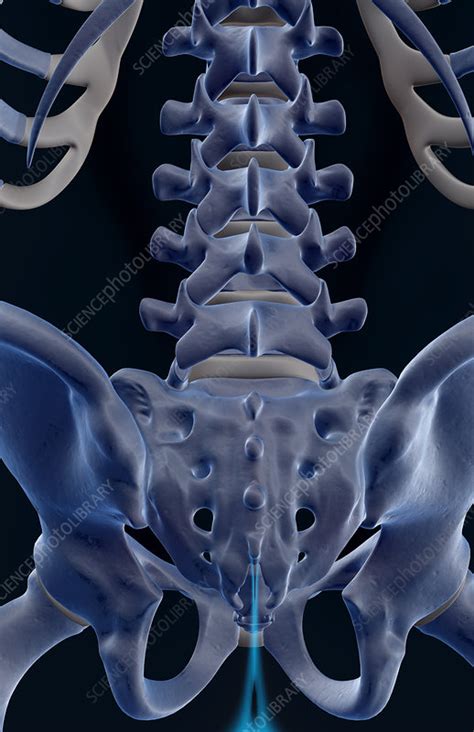 They are attached to the spine in the back. The bones of the lower back - Stock Image - F001/6386 ...