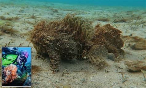 Bizarre Fish With Legs Takes A Stroll Along Seabed Bizarre Weird