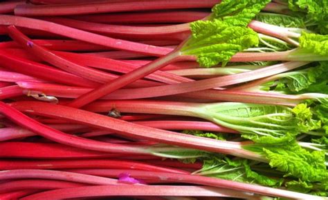 Health Benefits of Rhubarb HealthDigezt com